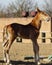 Little red foal running on the sand in the paddock