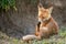 Little Red Fox cleans his paw sitting near his hole