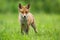 Little red fox watching on glade in summer sunlight