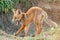 Little Red Fox yawns near his hole