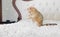 little red ginger striped kitten playing with toy mouse on white bed. Adorable pets British chinchilla cat