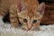 Little red-haired kitten walks on a white sniffing carpet