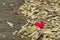 A little red heart pillow falls on the dry leaf pile