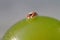 Little red jumping spider on a green grape