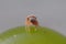 Little red jumping spider on a green grape alone