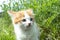 A little red kitten with blue eyes plays in the grass. Close-up