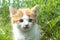 A little red kitten with blue eyes plays in the grass. Close-up