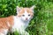 A little red kitten with blue eyes plays in the grass. Close-up