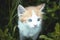 A little red kitten with blue eyes plays in the grass. Close-up