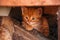 Little red kitten hides under the logs. Homeless cats. Stray cat