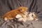 Little red kitten Maine Coon lies on a cute puppy Malamute, on a gray background