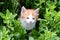 Little red kitten playing in the grass