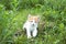 Little red kitten playing in the grass