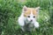 Little red kitten playing in the grass