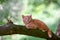 Little red kitten sneaking on the tree
