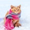 Little red kitten wearing knitted scarf