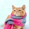 Little red kitten wearing knitted scarf sits
