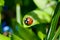 Little red ladybird 2