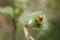 Little red ladybug with black dots on a green axis on a warm summer day