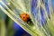 Little red ladybug is climbing wet spica grass with tiny water doplets on it. Summer