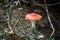 Little red mushroom Fly Agaric close up on natural background