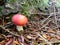 Little Red Mushroom by a Rock