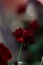 The little red roses in the garden are blooming. Dark green leaves with rich deep red roses. Wild blooming flowers. Autumn garden