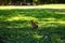 A little red squirrel on a bright green lawn. Beautiful squirrel in green grass
