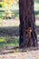 Little red squirrel climbs up trunk of pine tree