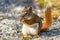 Little red squirrel enjoys a snack on mossy rocks