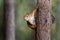 Little red squirrel getting ready to jump from a tree