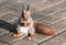 Little red squirrel sitting on park sidewalk with nut