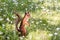 Little red squirrel standing on grass with blossoming daisy flow