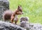 Little red squirrel standing on grey stone in park and stealing