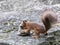 Little red squirrel stealing nuts from sackcloth bag on big grey