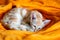 Little red tabby kitten sleeps on sofa. Adorable little pet. Cute child animal.