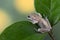 little red tree frog perched on a leaf