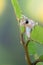 Little red tree frog perched on a leaf