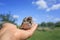 Little rescued the Sparrow chick with wet ruffled feathers proudly sits on the caring hands of a girl in a Sunny garden with her