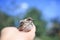 Little rescued the Sparrow chick with wet ruffled feathers proudly sits on the caring hands of a girl in a Sunny garden with her