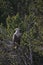 Little rest for Lofoten`s eagle