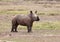 Little Rhino in Africa