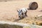 Little rhino cub walking along the fence
