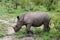 Little Rhinoceros following his mom