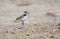 Little ringed plover