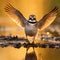 Little Ringed Plover