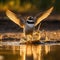 Little Ringed Plover