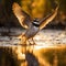 Little Ringed Plover