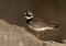 Little ringed plover at Asker marsh with a damaged leg, Bahrain