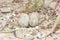 Little ringed plover ( Charadrius dubius )